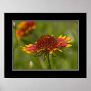Póster 16x20 Indian Blanket Wildflower