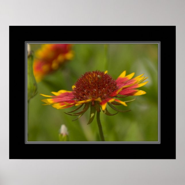Póster 16x20 Indian Blanket Wildflower (Frente)