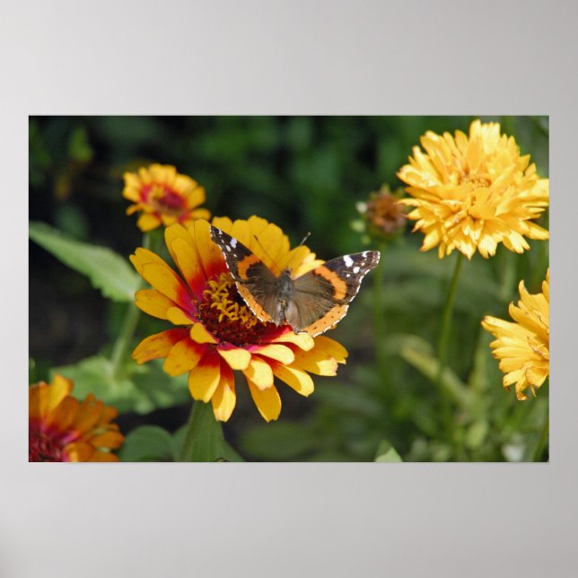 Póster 16x24 Indian Blanket Wildflower and Butterfly (Frente)