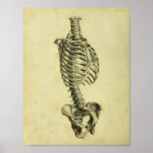 Póster 1824 Human Skeleton Anatomy Print