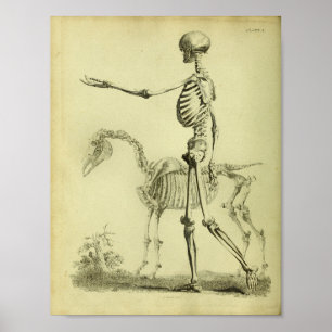 Póster 1824 Skeleton Human and Horse Anatomy Print