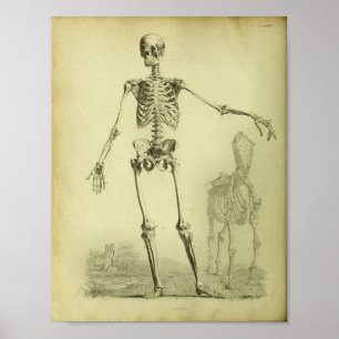 Póster 1824 Skeleton Humano and Horse Anatomy Print