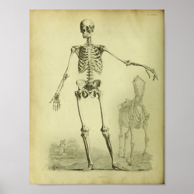 Póster 1824 Skeleton Humano and Horse Anatomy Print (Frente)