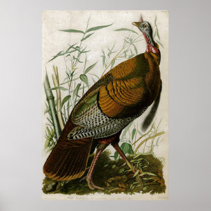 Póster 1825: La añeja Turquía de John Audubon