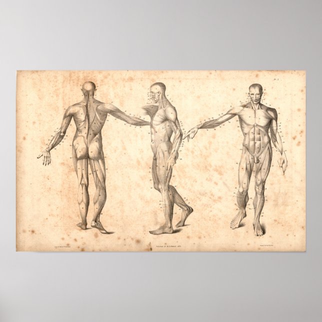 Póster 1833 Músculos Anatomía de cosecha (Frente)