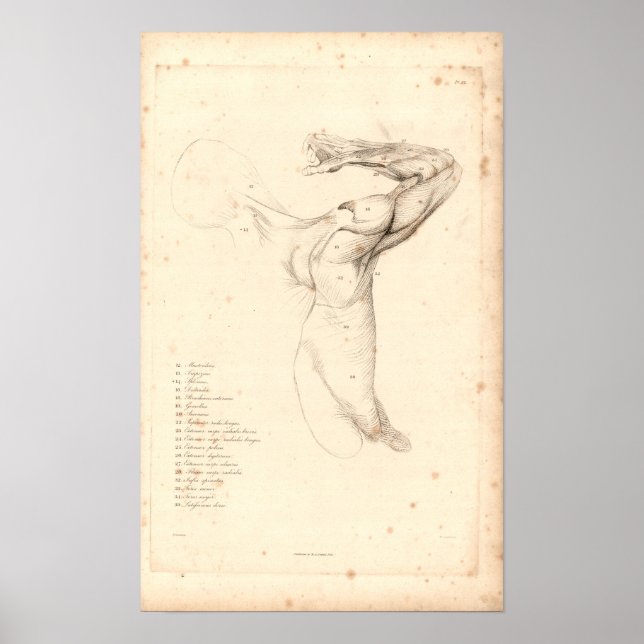 Póster 1833 Músculos de la anatomía de la vendimia de hom (Frente)