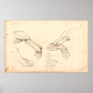 Póster 1833 Músculos de la anatomía vintage del brazo