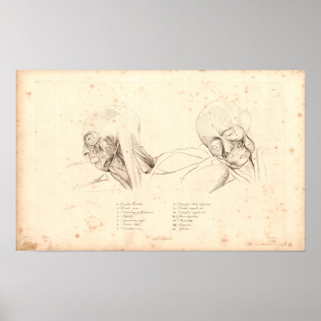 Póster 1833 Músculos de la cabeza y el cuello Anatomía vi (Frente)