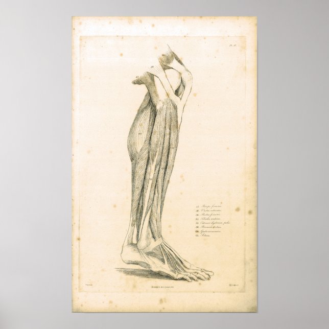 Póster 1833 Músculos de la pierna Anatomía de la cosecha  (Frente)