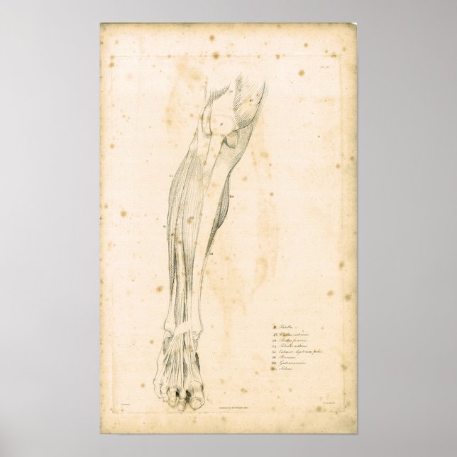 Póster 1833 Músculos de la pierna Anatomía de la cosecha  (Frente)