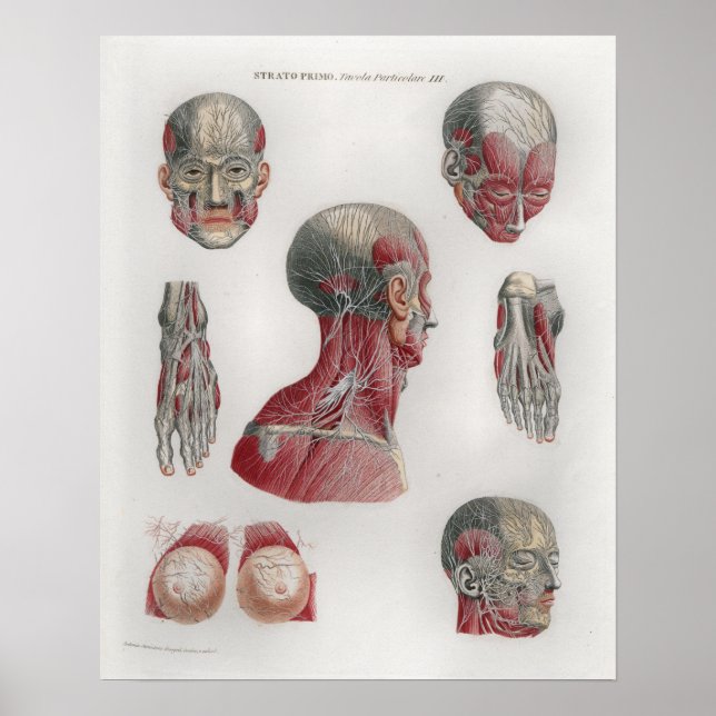 Póster 1833 Poster De Anatomía De Cabeza De Nervios Vinta (Frente)