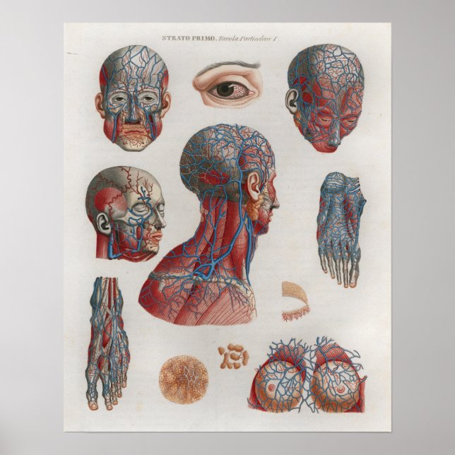 Póster 1833 Poster de anatomía de la cabeza de las venas  (Frente)