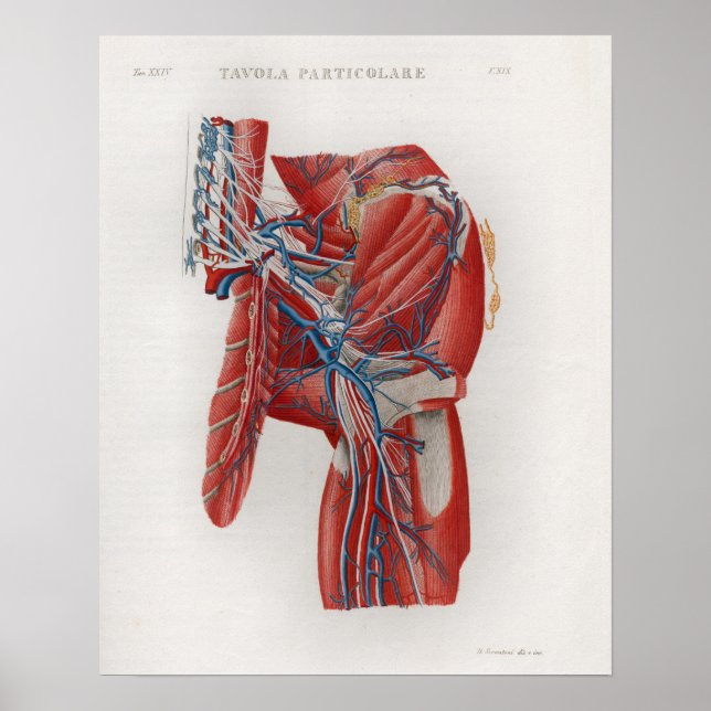 Póster 1833 Poster De Anatomía De Los Músculos De La Hip  (Frente)
