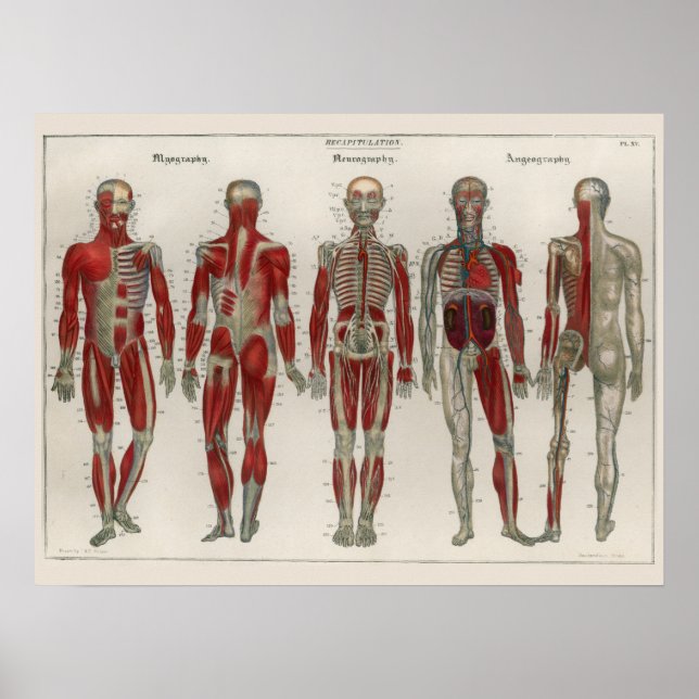 Póster 1837 Músculos de la cosecha Nerves Anatomy Art Pos (Frente)