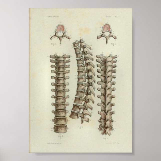 Póster 1844 Vintage Anatomía Imprimir Espina Torácica (Frente)