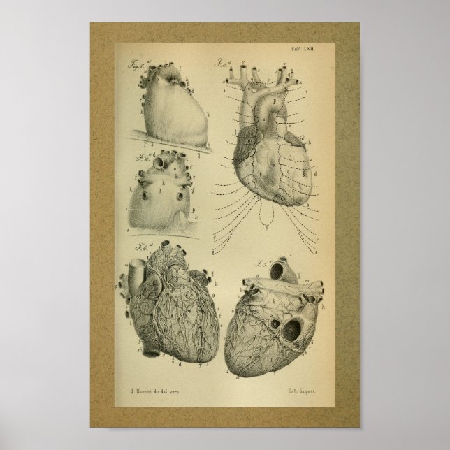 Póster 1850 Anatomía de época Imprimir corazón humano (Frente)