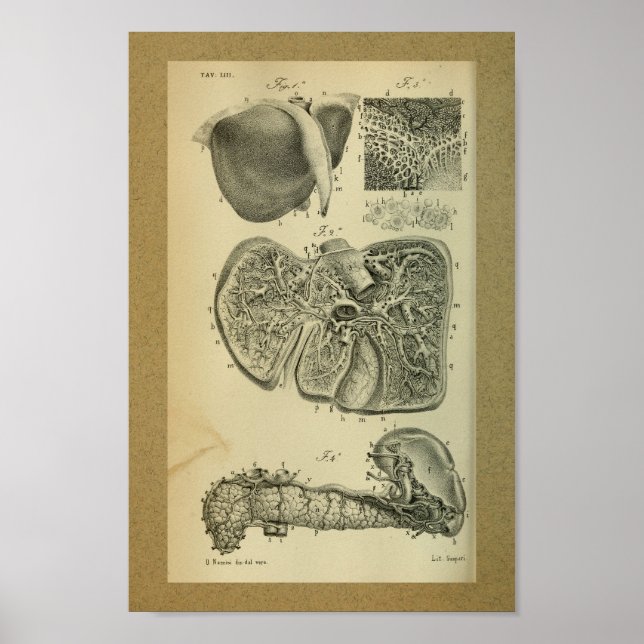 Póster 1850 Anatomía Vintage Páncreas Hepático (Frente)