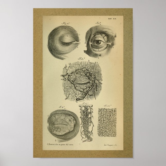 Póster 1850 Arterias oculares impresas de anatomía vendim (Frente)
