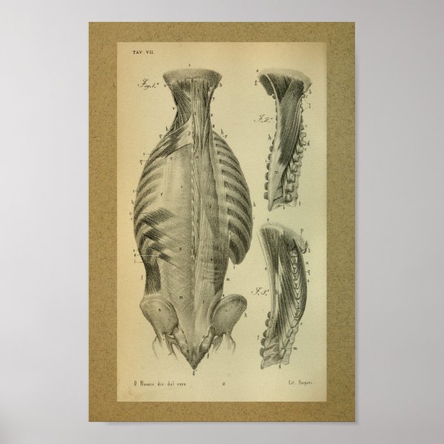 Póster 1850 Músculos de la columna vertebral de la anatom (Frente)