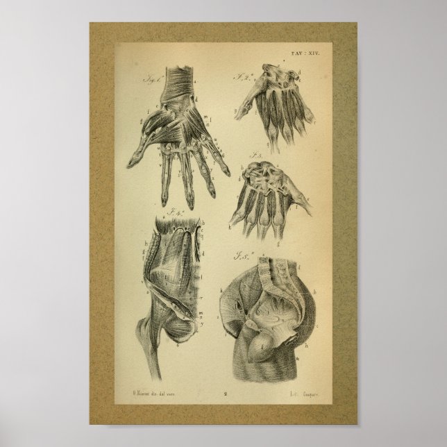 Póster 1850 Músculos de la mano de la anatomía ventilado (Frente)