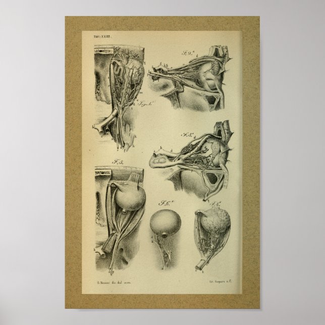 Póster 1850 Músculos oculares impresos de anatomía vendim (Frente)