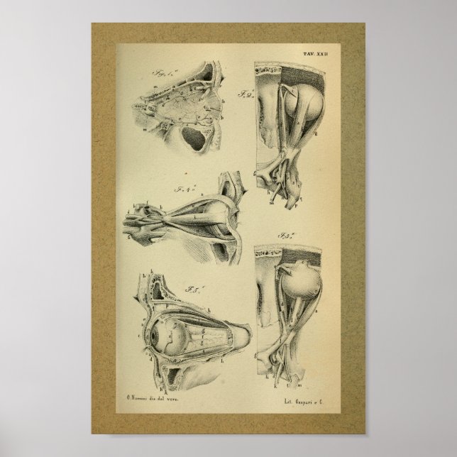 Póster 1850 Músculos oculares impresos de anatomía vendim (Frente)