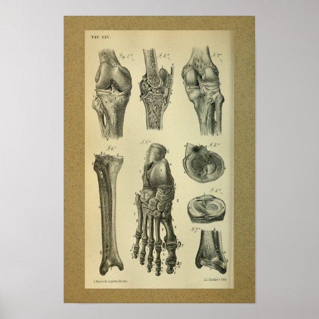 Póster 1850 Rodilla de pie de anatomía vintage (Frente)