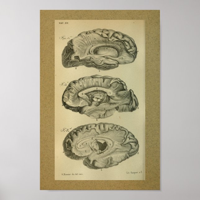 Póster 1850 Vintage Anatomy Print Brain Lobes (Frente)