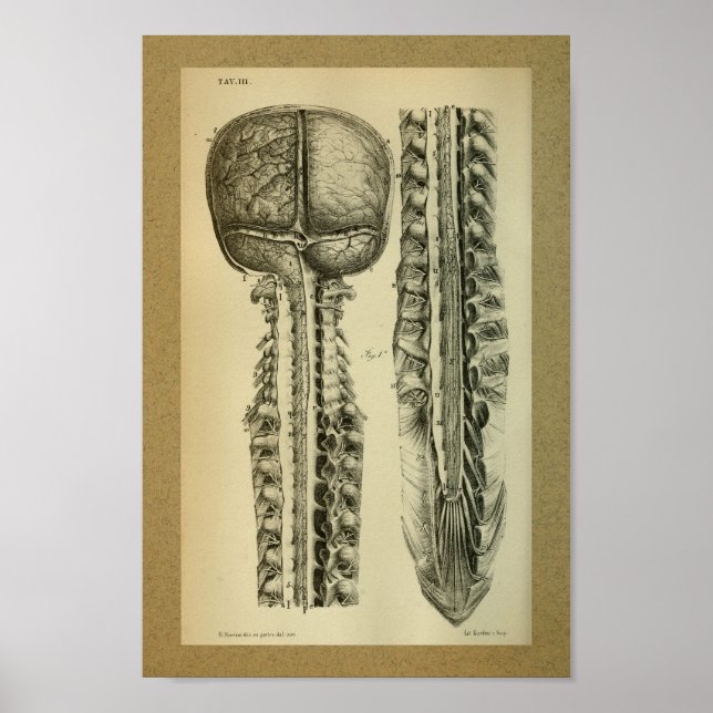 Póster 1850 Vintage Anatomy Print Brain Spine (Frente)
