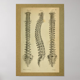 Póster 1850 Vintage Anatomy Print Human Spine