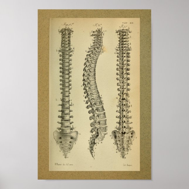 Póster 1850 Vintage Anatomy Print Human Spine (Frente)