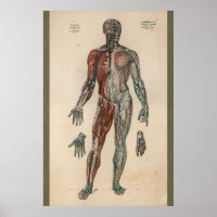 1851 Gráfica de anatomía de suministro de sangre v