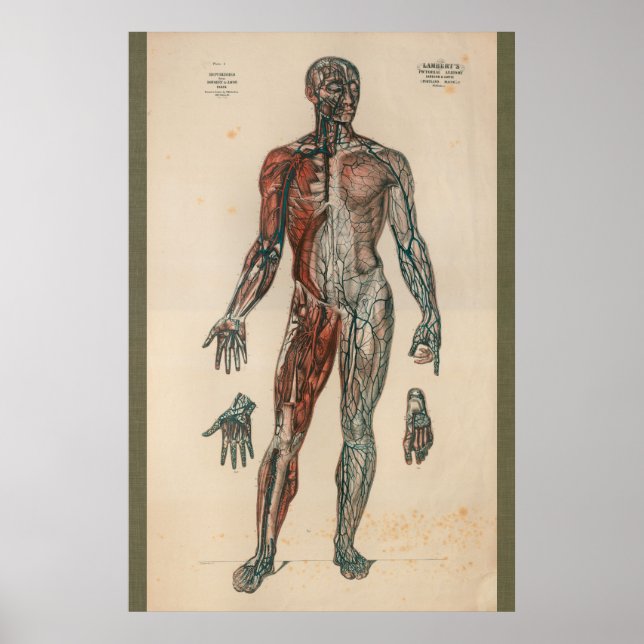 Póster 1851 Gráfica de anatomía de suministro de sangre v (Frente)