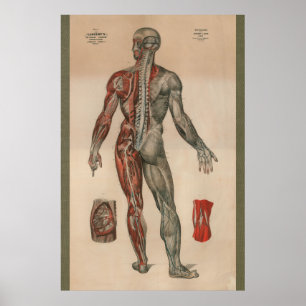 Póster 1851 Gráfico de anatomía muscular de los nervios d