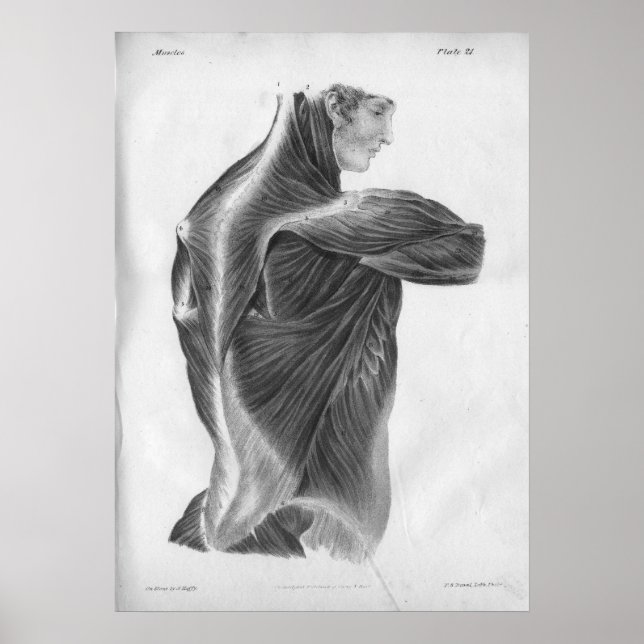 Póster 1854 Músculos de retroceso de la anatomía vendimia (Frente)