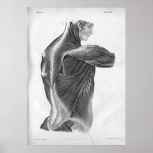 Póster 1854 Músculos de retroceso de la anatomía vendimia