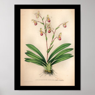 Póster 1860 Púrpura de Flor Orquídea Vintage