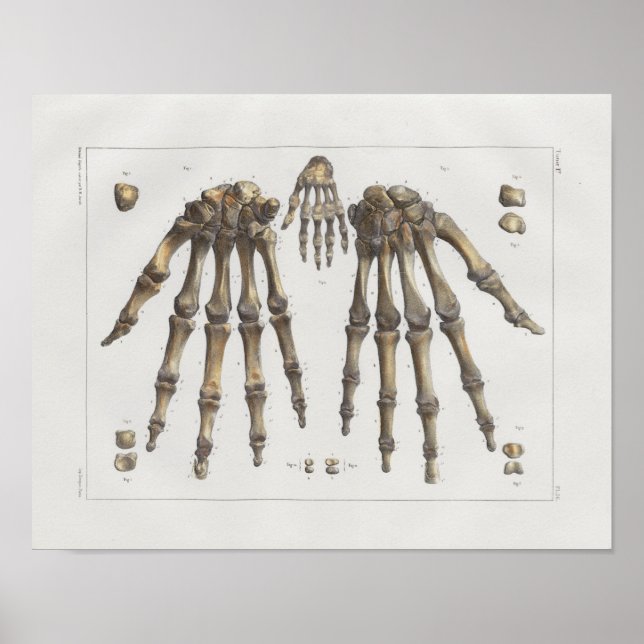 Póster 1867 Hand Wrist Bones Vintage Anatomy Print (Frente)