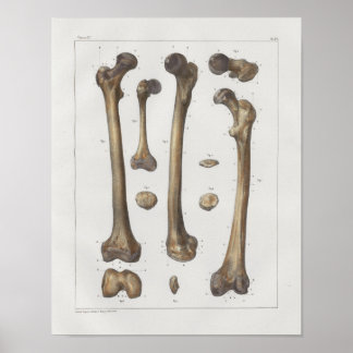 Póster 1867 Leg Femur Bones Vintage Anatomy Print