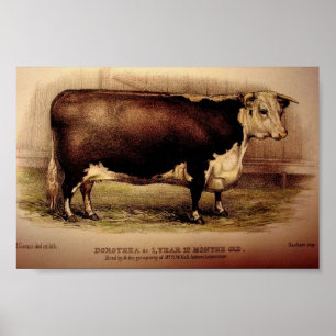 Póster 1874 Hereford Ganado DOROTHEA Leominster