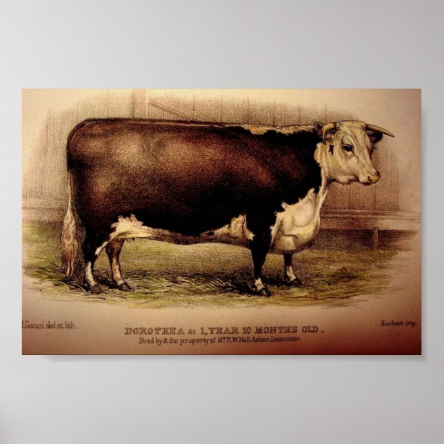 Póster 1874 Hereford Ganado DOROTHEA Leominster (Frente)