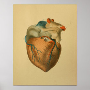 Póster 1879 Anatomía ventilado Imprimir corazón humano