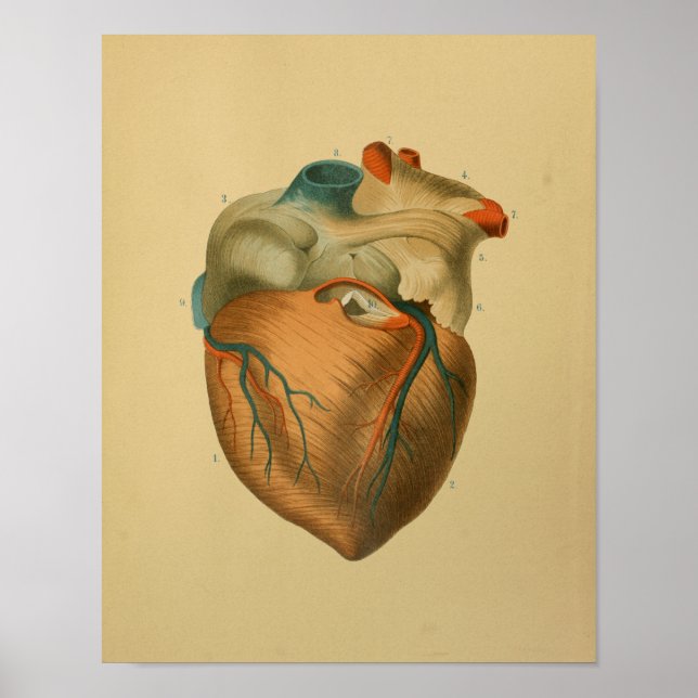 Póster 1879 Anatomía ventilado Imprimir corazón humano (Frente)