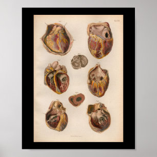 Póster 1879 Vintage Bock Anatomy Print Heart Muscles