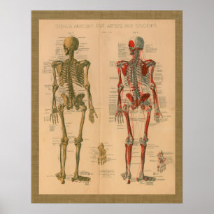 Póster 1888 Skeleton Muscle Anatomy Vintage Poster