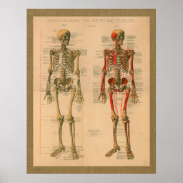 Póster 1888 Skeleton Poster de anatomía de fijación muscu