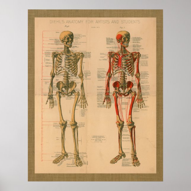 Póster 1888 Skeleton Poster de anatomía de fijación muscu (Frente)