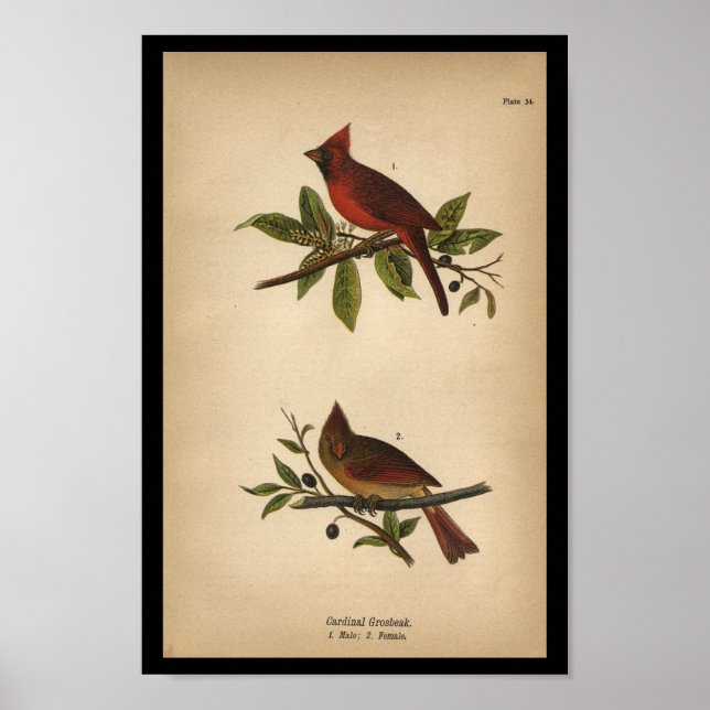 Póster 1890 Bird Print Cardinal Grosbeak (Frente)