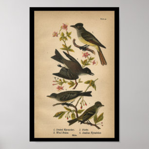 Póster 1890 Bird Print Crested Flycatcher