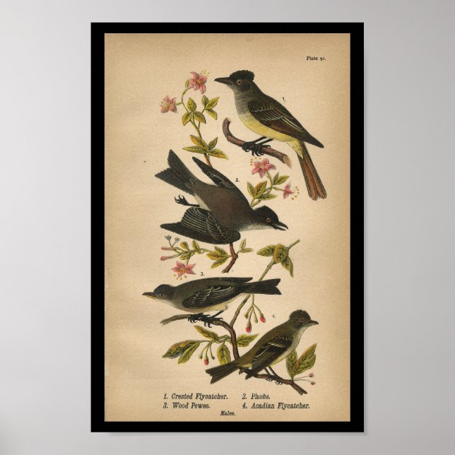 Póster 1890 Bird Print Crested Flycatcher (Frente)